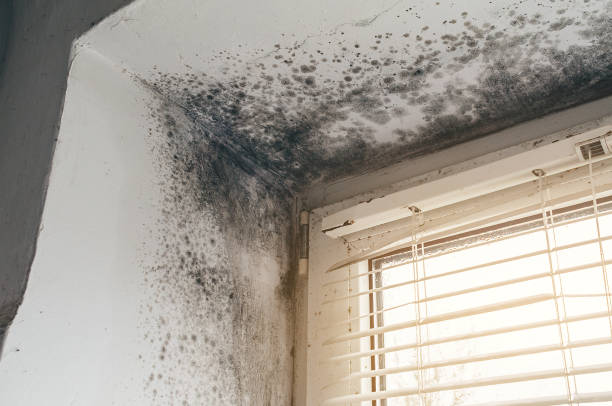 Affordable Mold Cleanup solutions in Onemo, VA
