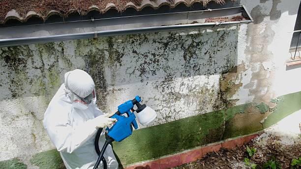 Trusted Mold Removal service in Onemo, VA - Cheap Mold Removal